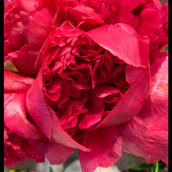 Meet your Posher, Marcia - Picture 3 of 3